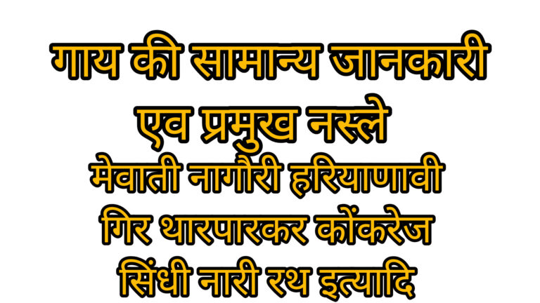 गाय