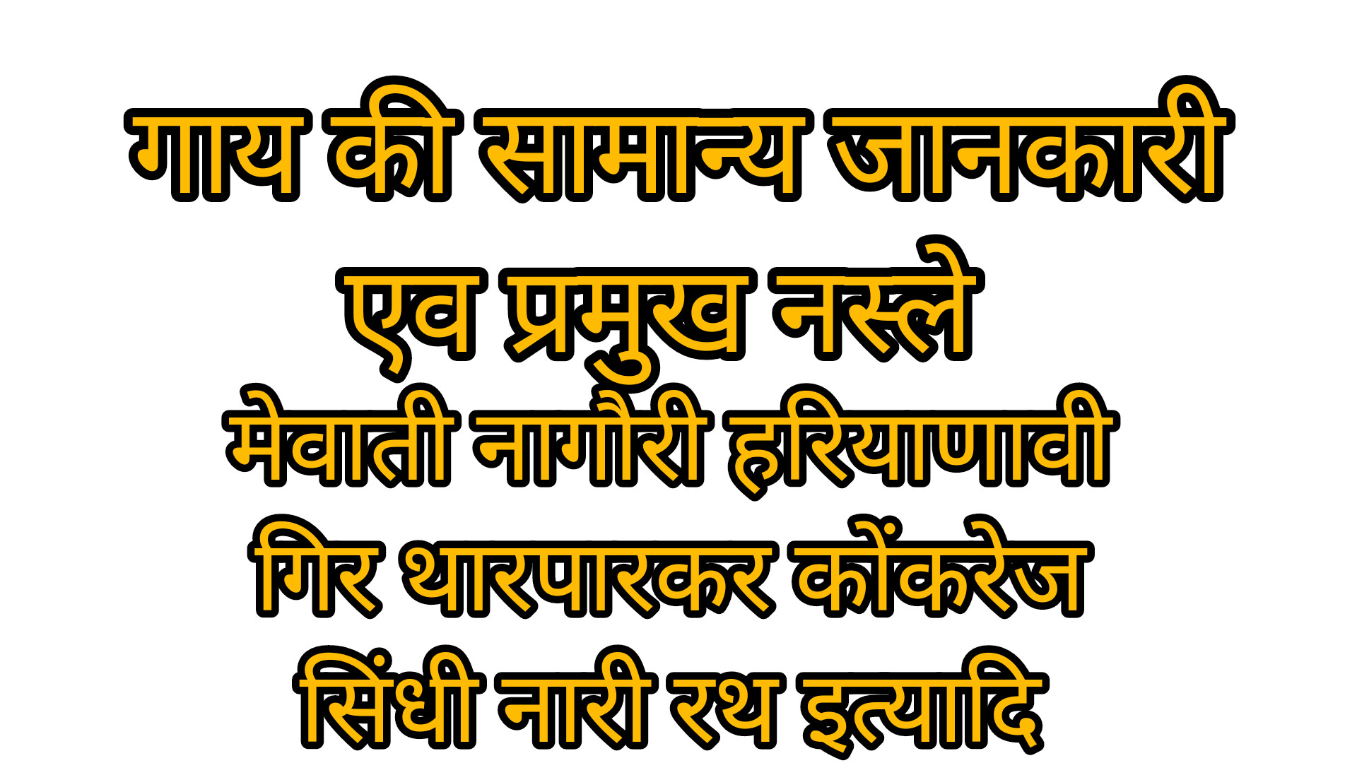 गाय