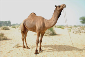 ऊँट की नस्ले