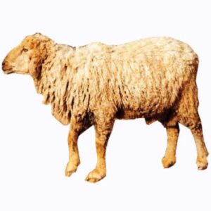 भेड़ की नस्ल नाली