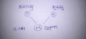 REPRODUCTIVE SYSTEM
