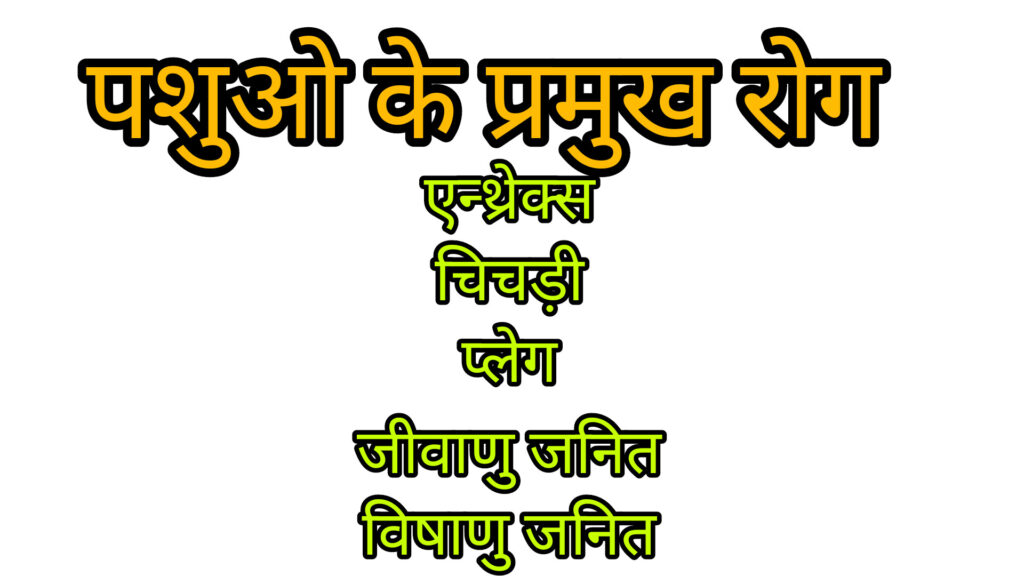 पशु रोग
