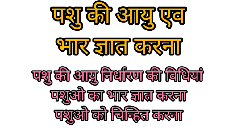 पशु की आयु