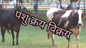 पशु क्रय विक्रय