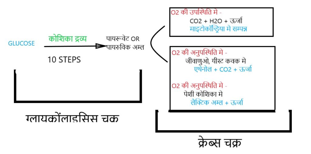 श्वसन - चक्र