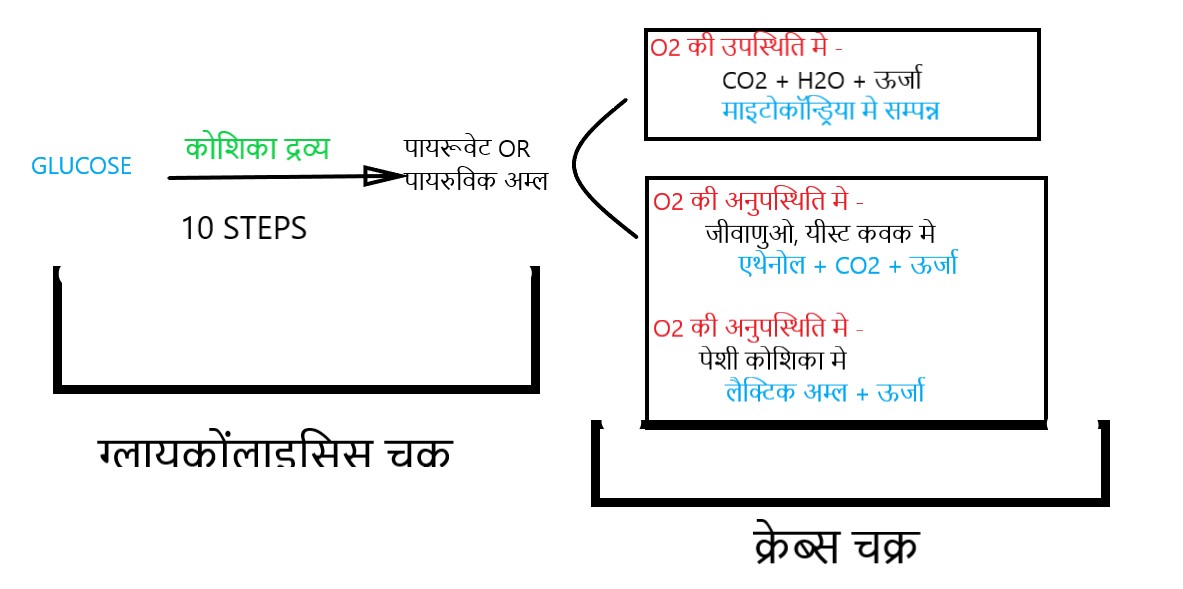 श्वसन - चक्र
